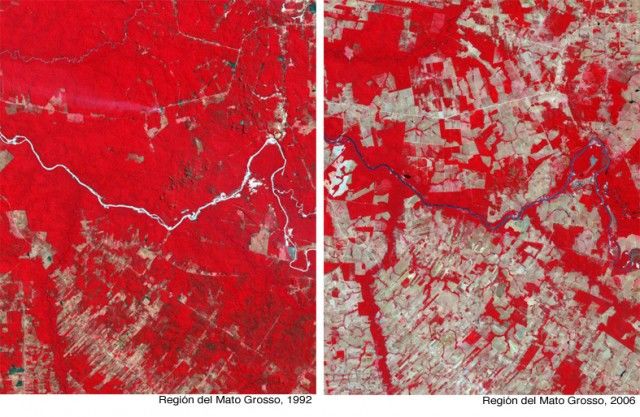 Los bosques del Mato Grosso en Brasil, han ido desapareciendo en los últimos años