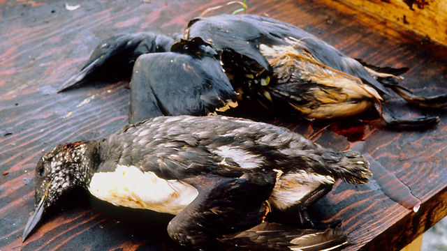 Aunque ha habido muchos otros derrames de petróleo alrededor del mundo, el del Exxon Valdez ocurrió en aguas remotas, hogar de una fauna abundante y espectacular, y causó un daño terrible al área.