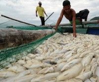 Misteriosa muerte de peces en Filipinas