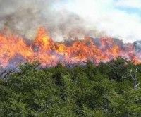 Incendio forestal