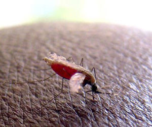 Mosquito.  Foto EFE