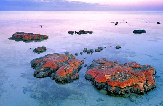 Durante un 85% de la historia de la vida en la Tierra sus únicos habitantes fueron microbios. El mejor testimonio de las actividades de estos seres microscópicos son los estromatolitos, estructuras rocosas laminares. Una de las zonas más famosas donde se forman estas estructuras es la Bahía Tiburón (Shark Bay), en Australia. Foto: NASA