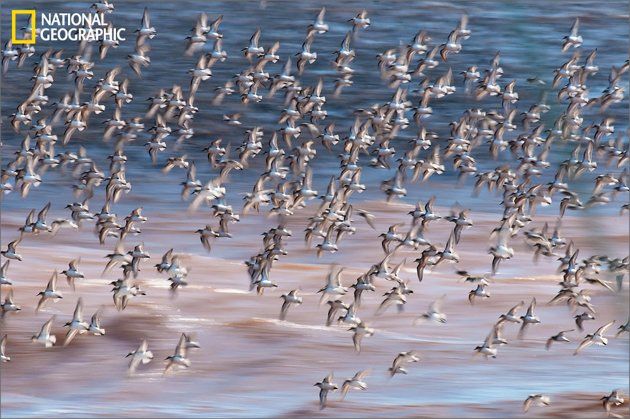 "La Bahía de Fundy, donde se tomó esta imagen a principios de agosto del 2011, es un sitio de estadía importante para las aves migratorias en su largo viaje hacia el Sur. Aquí, una bandada de correlimos semipalmeados en pleno vuelo después de haber sido asustados por un halcón en busca de una buena comida". Fotografía cortesía de Guy L. Brun/National Geographic "La Bahía de Fundy, donde se tomó esta imagen a principios de agosto del 2011, es un sitio de estadía importante para las aves migratorias en su largo viaje hacia el Sur. Aquí, una bandada de correlimos semipalmeados en pleno vuelo después de haber sido asustados por un halcón en busca de una buena comida". Fotografía cortesía de Guy L. Brun/National Geographic