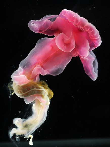 Un gusano marino con mucho morro