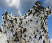 Arañas invaden pueblo de Australia y obligan a sus pobladores a evacuarse