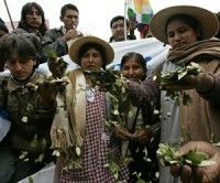 Bolivia defenderá uso de hoja de coca en Cumbre Social de las Américas