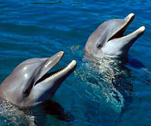 Científicos 'hablarán' el lenguaje de los delfines