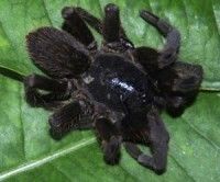 Invasión de arañas gigantes siembran el pánico en la India