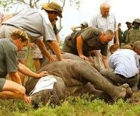 Denuncian incremento de caza furtiva de elefantes, rinocerontes y tigres