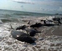 Mueren 17 ballenas varadas en Florida