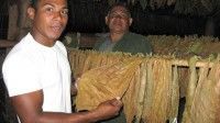Yoenis prepara el sembrado de tabaco en Cuba