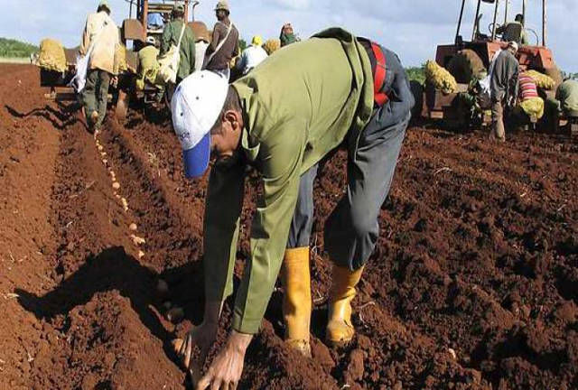 Producción de cultivos varios en Cuba