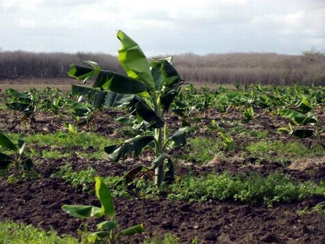 Se fomentan cultivos de plátano y otras viendas y granos en tierras antes ociosas en Camagüey. Foto: Miozotis Fabelo