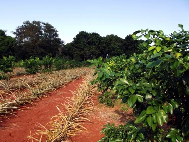 Se intercalan cultivos en campos de cítricos. Foto: Miozotis Fabelo