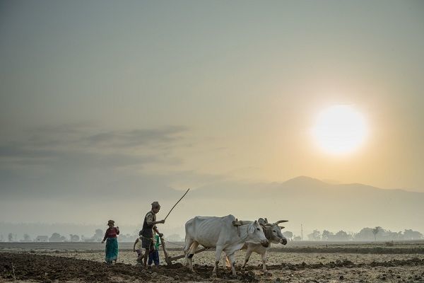 Un granjero y su esposa usan un par de bueyes para arar su campo en el distrito de Surkhet, al oeste de Nepal. Foto: IFAD/Sanjit Das.